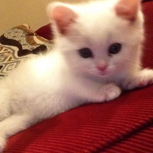 Meet your Posher, Kitty